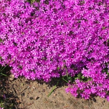 Флокс шиловидный Atropurpurea 