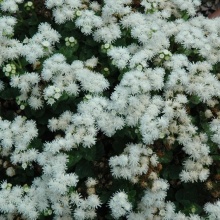Агератум Cloud Nine White цена 10шт 20р
