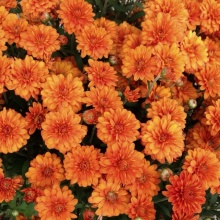 Хризантема Gigi Orange 