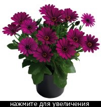 Остеоспермум Margarita Purple №