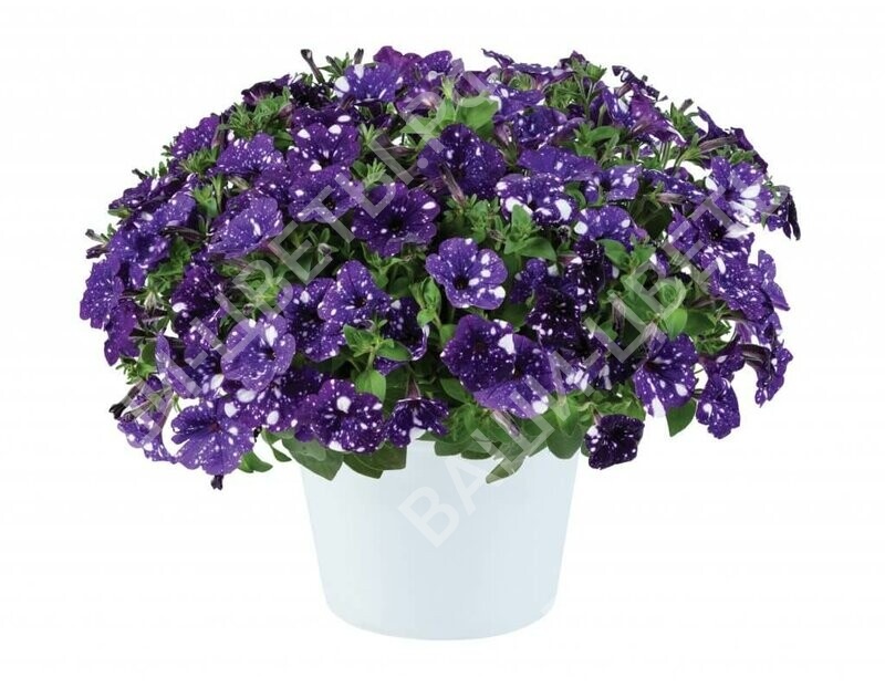 Петуния SPLASH DANCE BOLERO BLUE №93