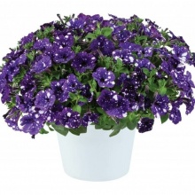 Петуния SPLASH DANCE BOLERO BLUE №93