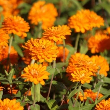 Zinnia marylandica Double Zahara Bright Orange цена 10 шт. 60 руб