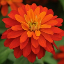 Zinnia marylandica	Double Zahara Fire цена 10шт. 60 руб.