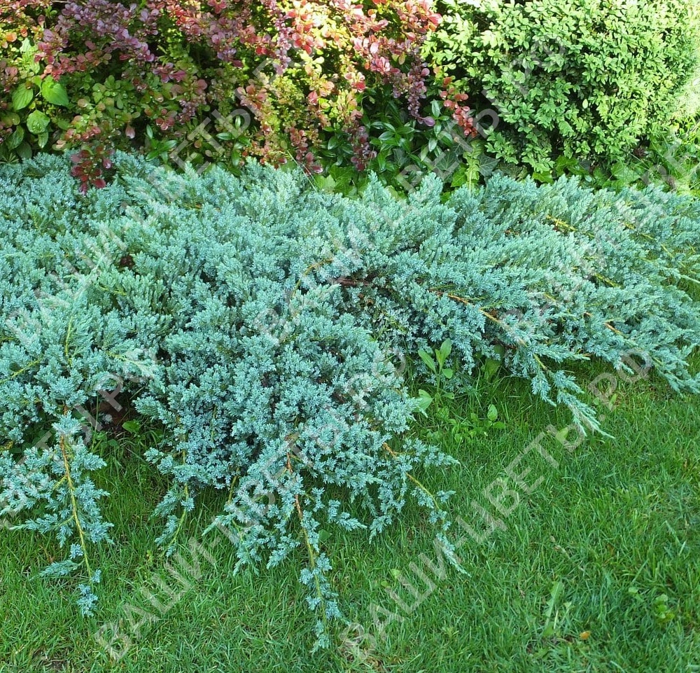 Можжевельник squamata Blue Carpet 