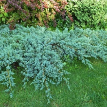 Можжевельник squamata Blue Carpet 