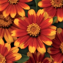 Zinnia marylandica	Zahara Sunburst цена 10шт. 60 руб.