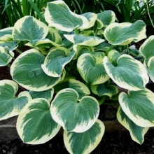 хоста БАРБАРА ЭНН 