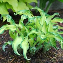 хоста РИППЛ ЭФФЕКТ