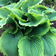 хоста СПАРТАКУС 