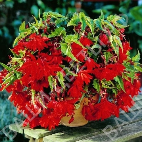 Бегония Pendula Cascade Dark Red цена 160 руб.