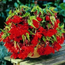 Бегония Pendula Cascade Dark Red цена 160 руб.