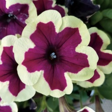 Петуния Crazytunia French Kiss