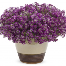 *Лобулярия Lobularia Princess in Purple 2019 цена 750 руб.12шт