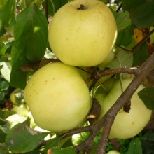 Яблоня Свердловчанин цена 450 руб.