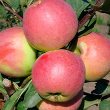 Яблоня Успенское цена 450 руб.