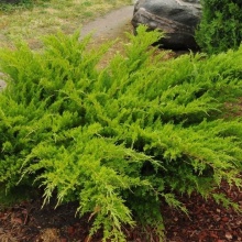 можжевельник juniperus пфитцериана mint julep №802
