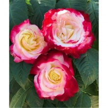 Чайногибридная Роза Сентимент цена 350 руб