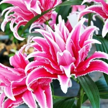 Розовидная Samantha цена 200 руб.