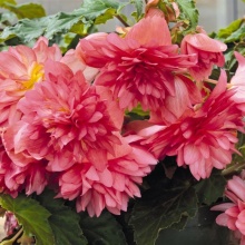 Бегония клубневая Funky Pink #161