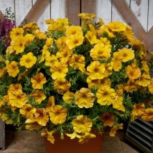 Петхоа Beautical Yellow Sun