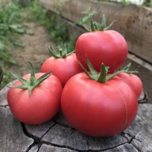 Семена томат Амфион цена 5 шт 85 руб.
