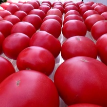 Семена томат Геннадич цена 65 руб. 5 шт.
