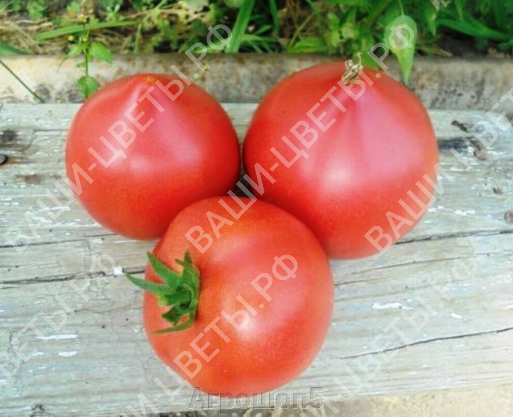 Семена томат Пинк Форвард цена 80 руб. 5 шт.