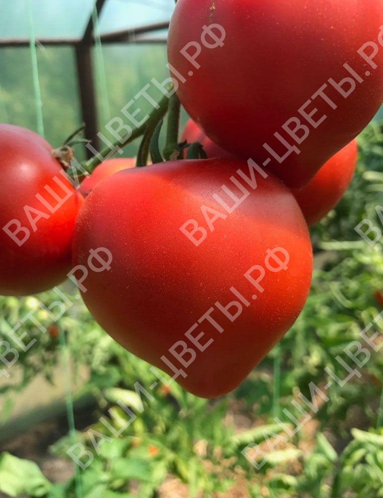 Ред ф