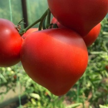 Семена томат Примо ред  цена 40 руб. 10 шт.