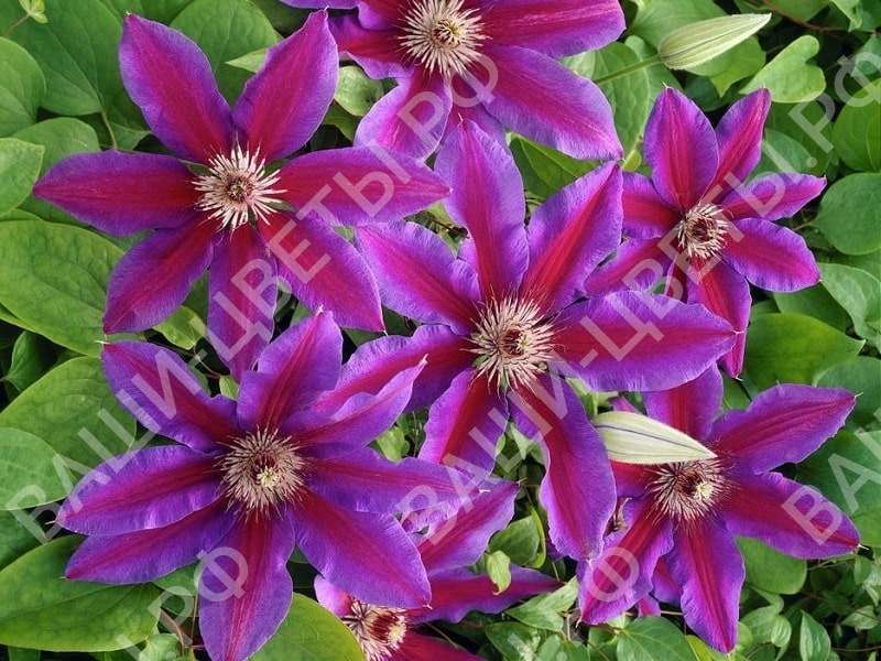 Клематис АКАИШИ 