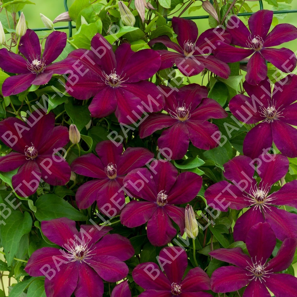 Клематис ВЕСТЕРПЛАТТЕ 