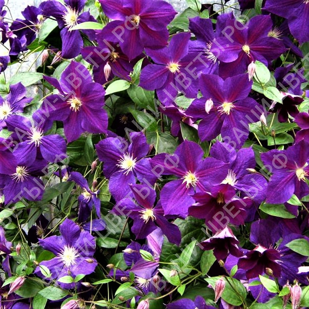 Клематис СТАР ОФ ИНДИЯ 