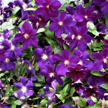 Клематис СТАР ОФ ИНДИЯ 