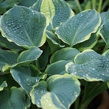 Хоста ПИЦЦА 