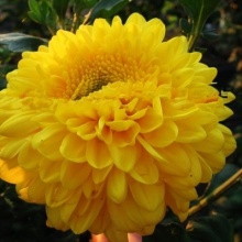 Хризантема корейская Ellen Yellowe  цена 100 руб №2