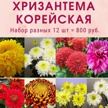 Корейская хризантема набор цена 800 руб. 12шт.Разные