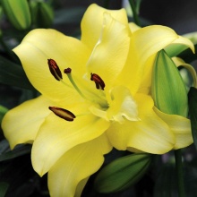 Лилия ОТ гибрид Exotic Sun