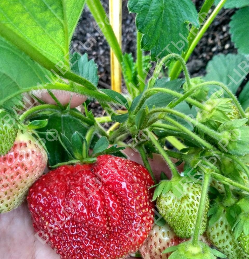 Земляника Вима Ксима цена 350 руб. 5 шт.