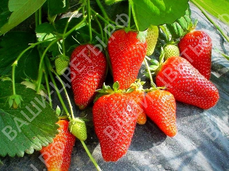 Земляника Роксана цена 350 руб. 5 шт.