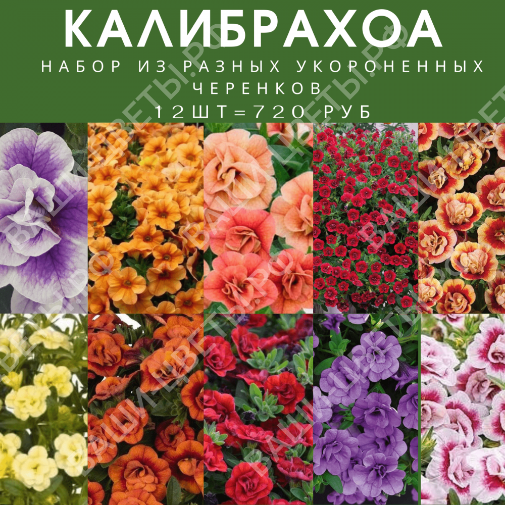 Калибрахоа набор 12 шт. цена 800 руб.