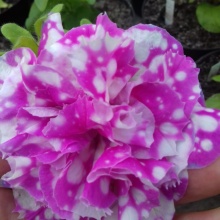 Петуния "Розовая жемчужина" укорененный черенок 80 руб.