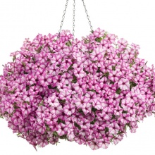 Петуния	Mini vista Pink Star укорененный черенок 80 руб.