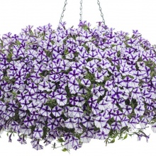 Петуния	Mini vista Violet Star укорененный черенок 80 руб.