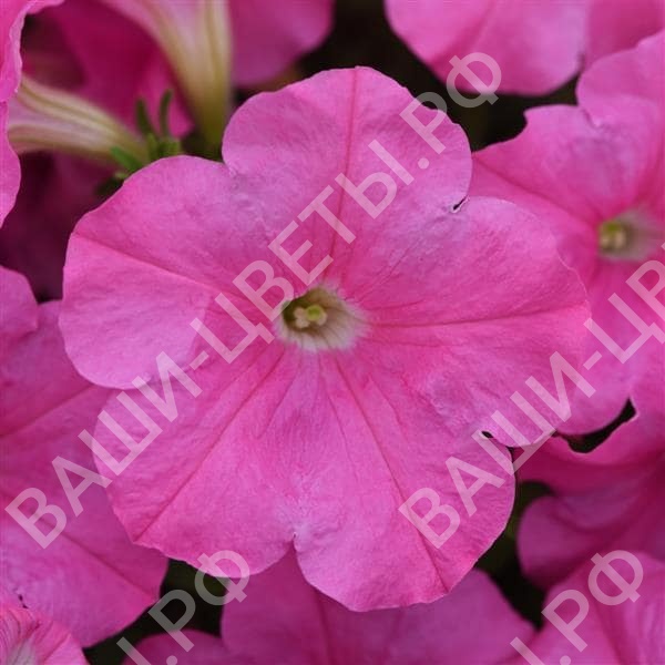 Семена Петуния Easy Wave™Pink 5 шт.