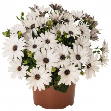 Остеоспермум Margarita White 80 руб.