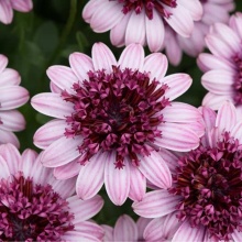 Остеоспермум  3 D Berry White 80 руб.