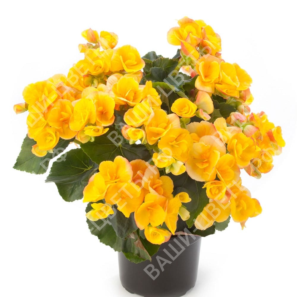 Бегония Элатиор Eva цена 160 руб №174