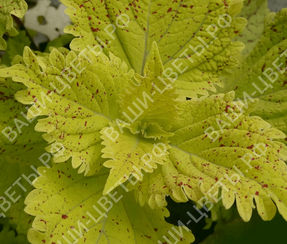  Колеус Pele цена 80 руб.