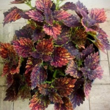 Колеус Red Pin №535